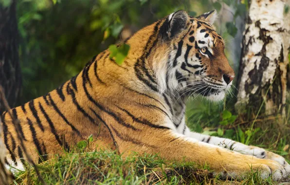 Picture tiger, stay, lies, profile