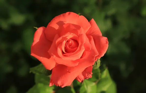 Flower, leaves, green, background, pink, dark, rose, garden