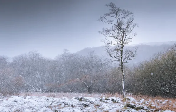 Picture winter, frost, field, the sky, snow, trees, the forest