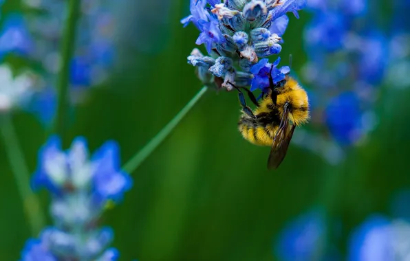 Picture flower, nature, bee, plant, insect, bumblebee