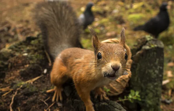 Picture forest, animals, nature, stump, protein, squirrel