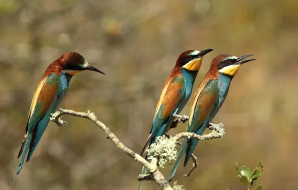 Picture birds, nature, branch, beak, bee-eaters, the bee-eaters