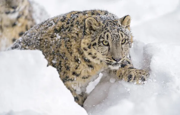 Picture winter, face, snow, paw, predator, IRBIS, snow leopard, cub