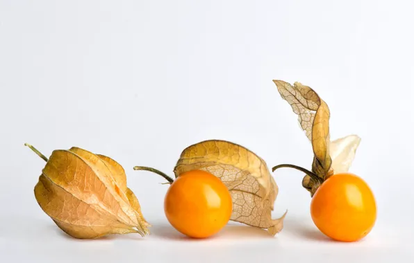 Picture berries, seeds, fruit, white background, orange, physalis