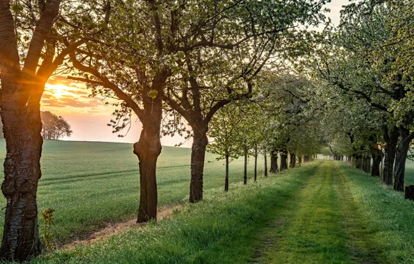 Road, greens, field, grass, trees, fog, dawn, morning