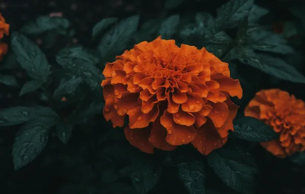 Leaves, flowers, orange, marigolds, AI art, neural network