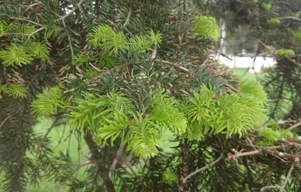 Macro, tree, needles, Mamala ©