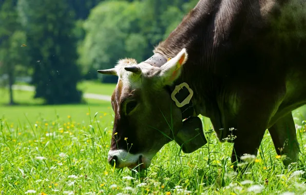 Cow, meadow, bell