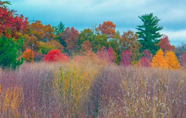 Field, autumn, forest, grass, trees, paint, meadow, the crimson