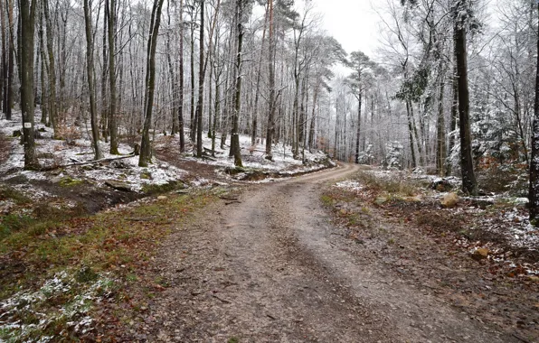 Picture winter, road, forest