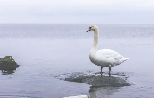 Sea, water, stay, Swan