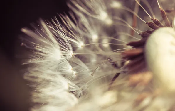 Dandelion, fuzzes, bokeh