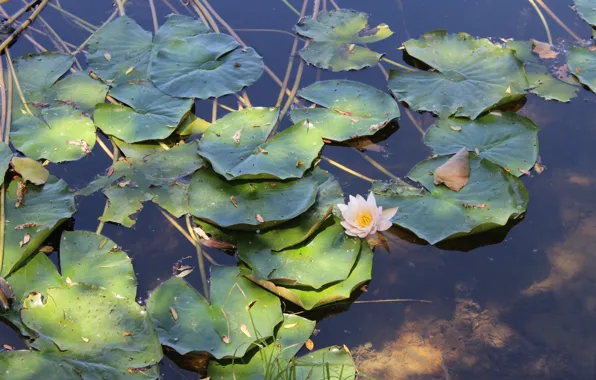 Water, lake, water lilies