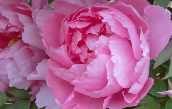Macro, pink, petals, peony