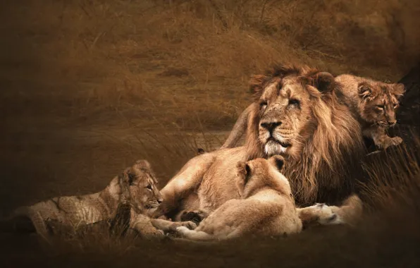 Field, grass, face, pose, stay, Leo, family, father