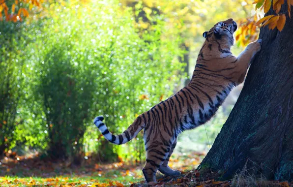 Autumn, light, nature, tiger, pose, Park, tree, foliage