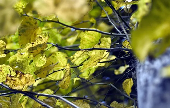 Autumn, leaves, macro, branches, tree, foliage, trunk