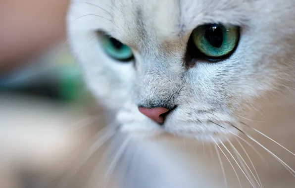 Picture cat, mustache, macro, animal, green eyes