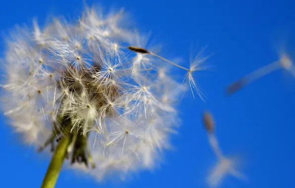 Picture the sky, the wind, beauty, Dandelion, the air, ease