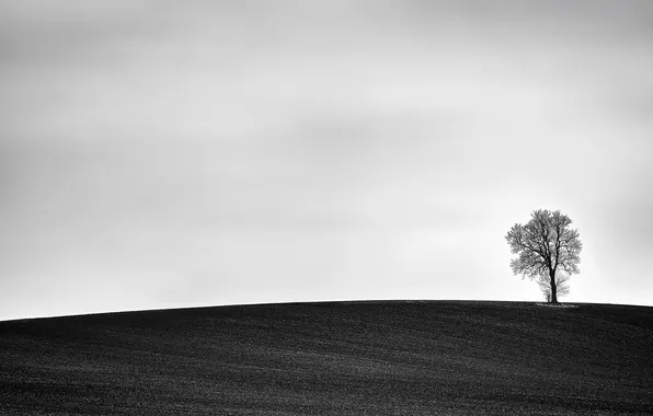 Picture field, nature, tree