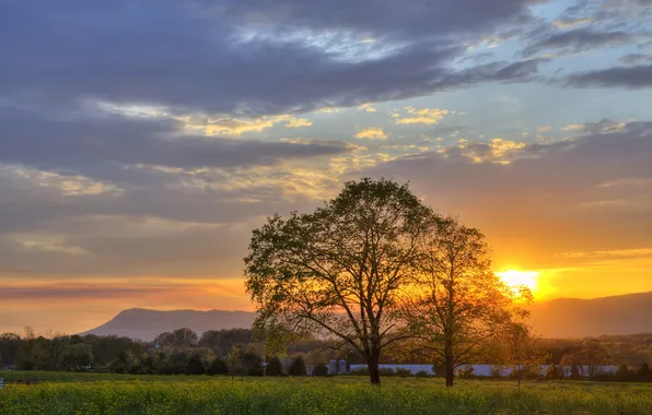 Field, trees, sunset, nature