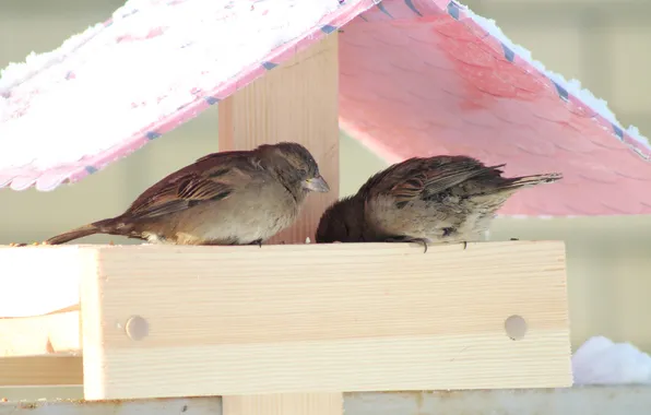 Winter, birds, a couple, sparrows, feeder