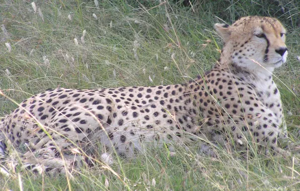 Animal, safari, cheetah, african, majestic, resting