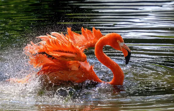Water, squirt, bird, wings, splash, feathers, bathing, Flamingo