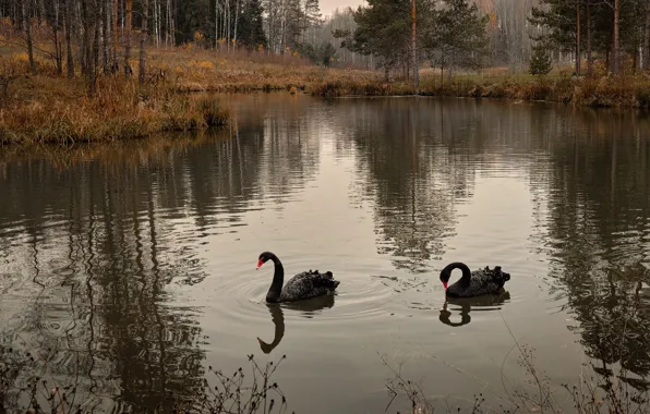 Autumn, forest, grass, landscape, nature, lake, bird, reed