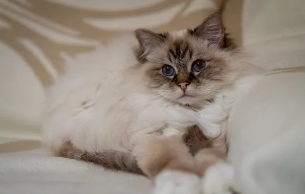 Cat, cat, look, pose, sofa, portrait, paws, lies