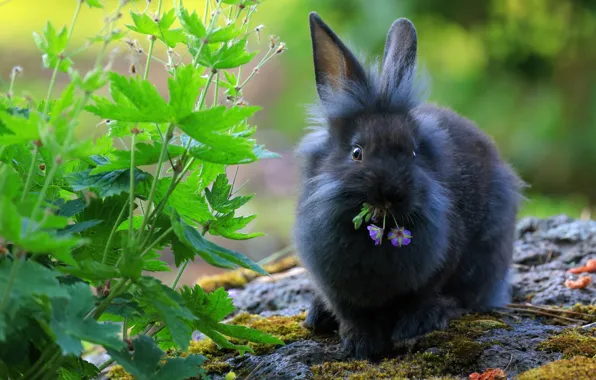 Branches, black, Bush, hare, rabbit, flowers, face, Bunny