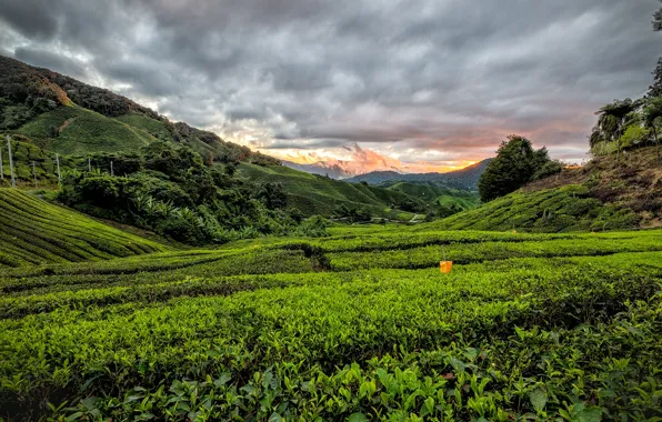 Picture greens, field, the sky, clouds, mountains, hills, Malaysia, plantation