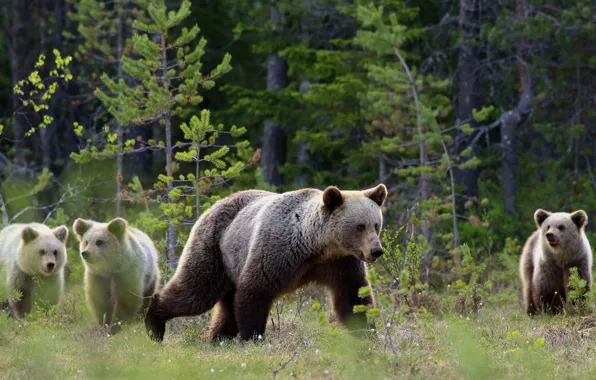 Forest, look, branches, pose, bears, pine, walk, kids