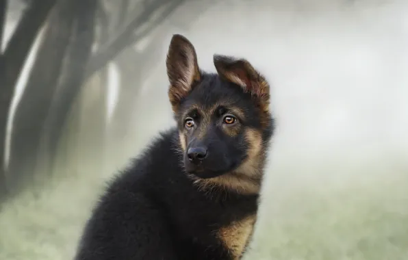 Look, each, puppy, German shepherd