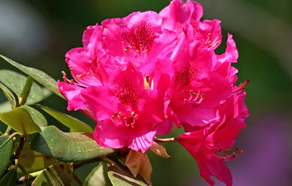 Picture Summer, Summer, Bokeh, Bokeh, June, June, Pink flowers, Pink flowers