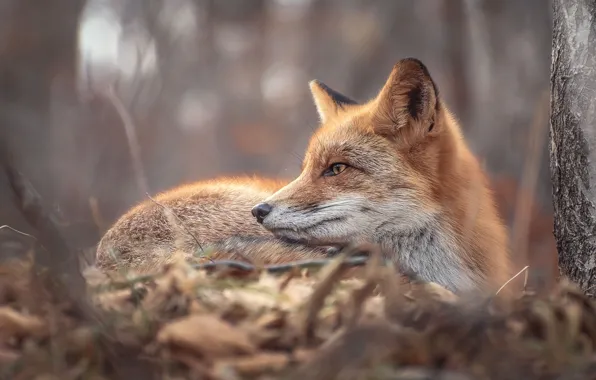 Autumn, nature, tree, animal, Fox, trunk, profile, Fox