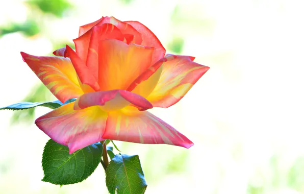 Background, rose, color, petals