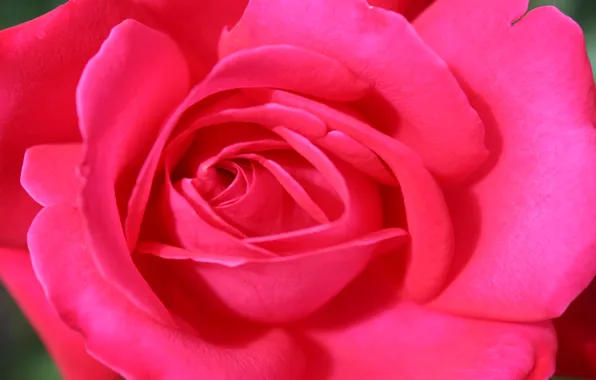 Picture macro, flowers, holiday, roses, pink