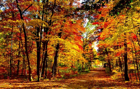 Picture foliage, Autumn, Wisconsin, USA, Park vlak mills