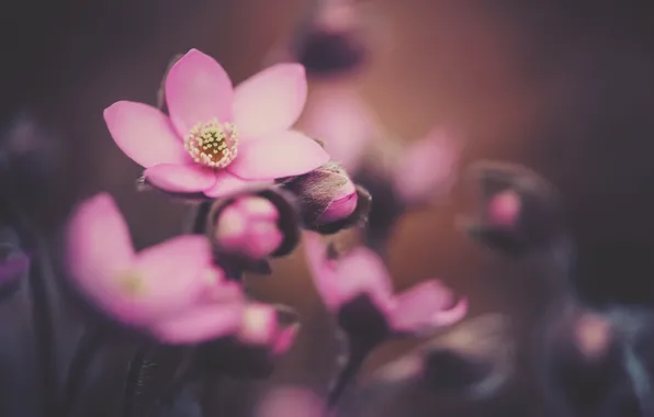 Flowers, nature, spring