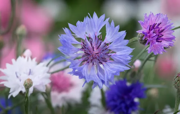 Macro, flowers, blue, lilac, cornflower, cornflowers