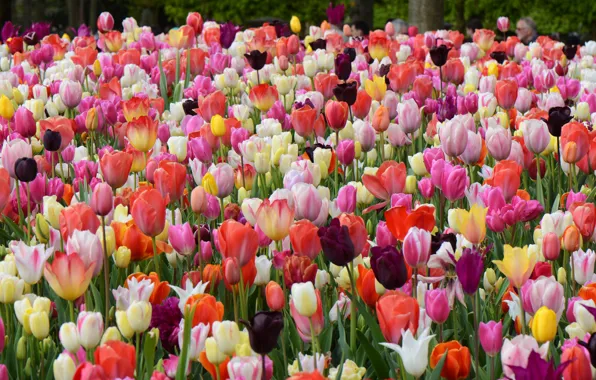 Spring, tulips, colourful