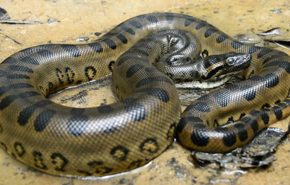 Snake, Wallpaper, Pattern, animal themes, Anaconda