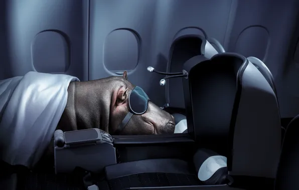 Picture sleep, Hippo, flight
