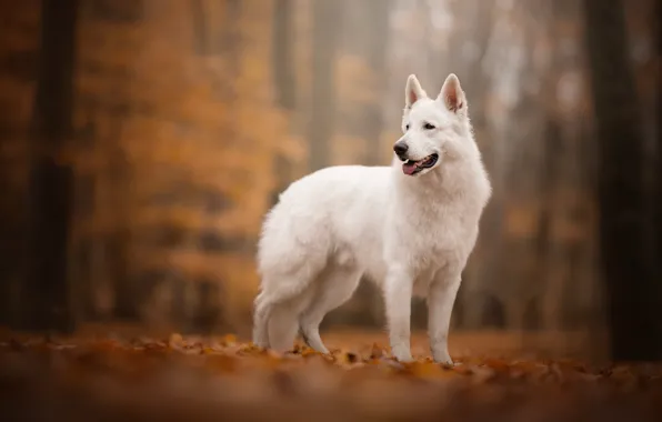 Picture autumn, dog, bokeh, The white Swiss shepherd dog