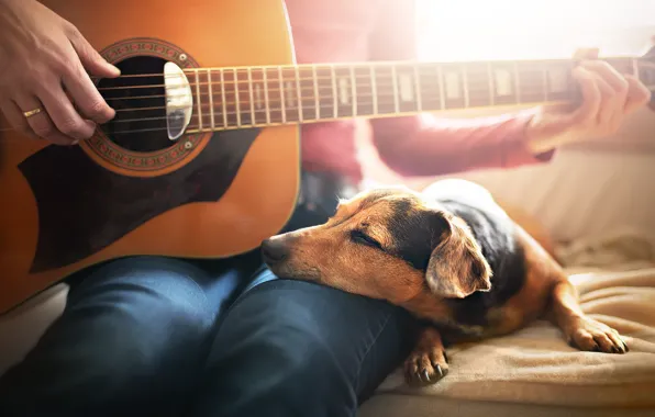 Picture comfort, house, each, people, guitar, dog