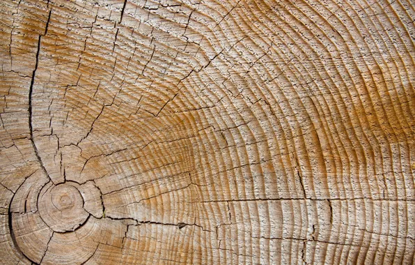 Cracked, tree, texture, ring