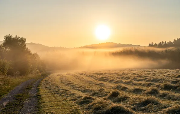 Road, summer, fog