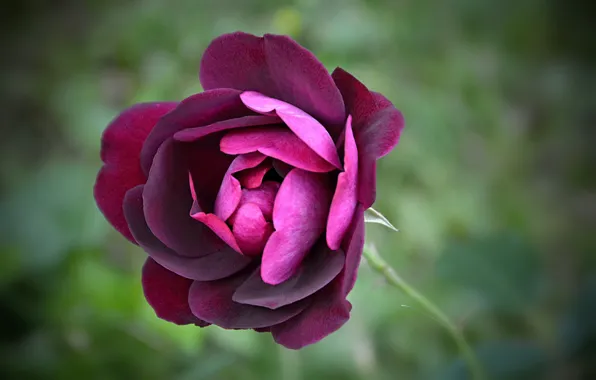 Picture rose, rose, purple, Flowers, bokeh, bokeh, purple