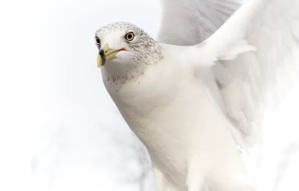 White, dove, wings, beak, stroke